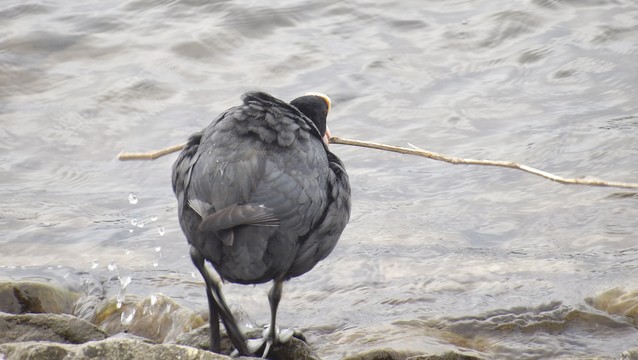 Coot yn cario ffon.