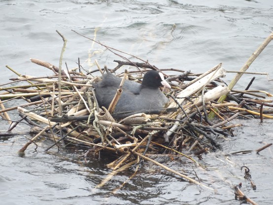 Coot yn eistedd yn ei nyth ar y dwr