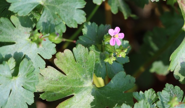 A plant with round green leaves and a single pink flower with five petals. 