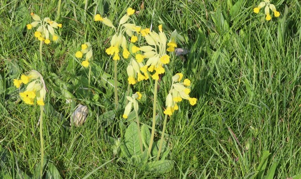 Plants with clusters of yellow flowers at the top of tall flower-stems.