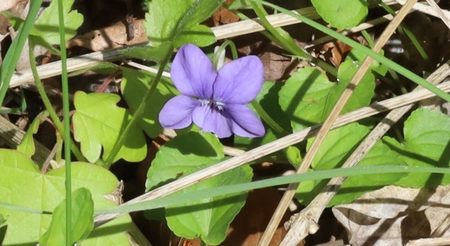 A pale purple flower. The spur at the back of the flower is white rather than purple.