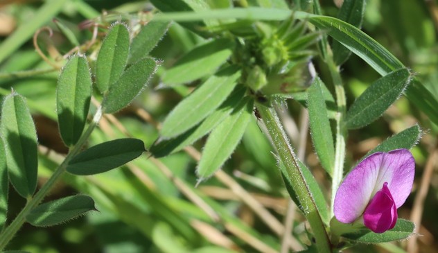 A tangle of green pinnate leaves and a single deep pink flower.