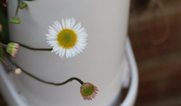 A fully-open daisy-shaped flower and a few part-opened flowers. The leaves are out of shot. Behind the flowers is a plastic drainpipe.