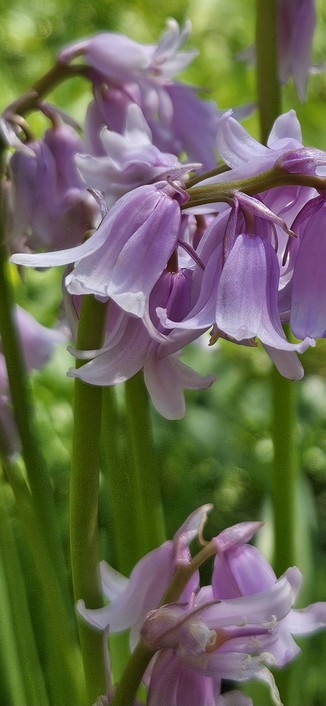 Lilac pink bluebells in the afternoon sun.