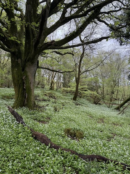 Native deciduous woodland carpeted with small white wild garlic flowers, with large trunked tree in foreground. 