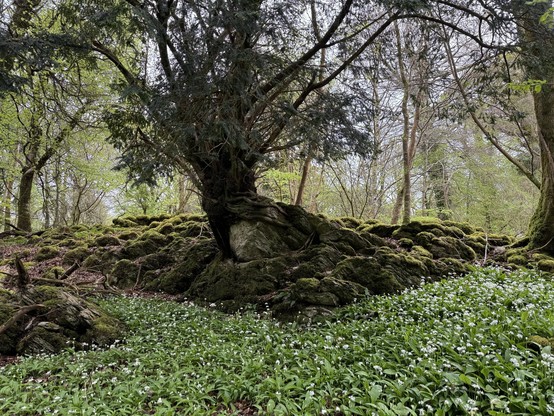 Stony bank covered with moss in a deciduous woodland, a large tree is growing out of the stony mound. The foreground is covered in white wild garlic flowers.