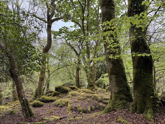 A native Irish woodland scene featuring tall trees with green leaves and moss-covered ground. Rocks covered in moss are scattered among the foliage. The atmosphere is serene and natural.