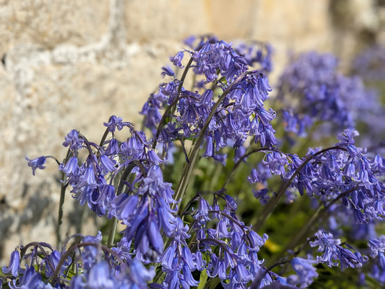 Colour photograph of a patch of bluebells growing against a light coloured stone wall. 