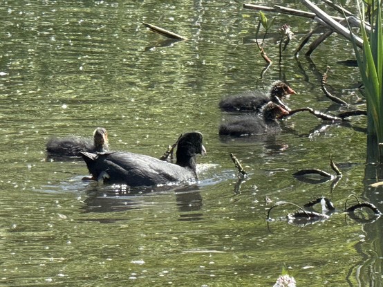 An adult coot and three babies on the lake. 