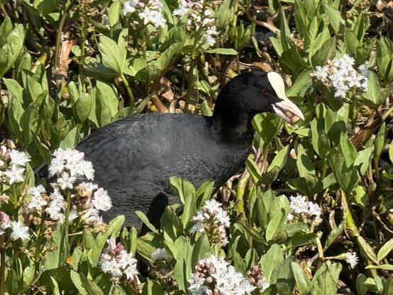 An adult coot walking through the bogbean plants at the edge of the lake. They have two small chunks of duck food in their beak, ready to feed to their babies. 