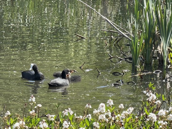 Two adult coots and two babies on the lake. 