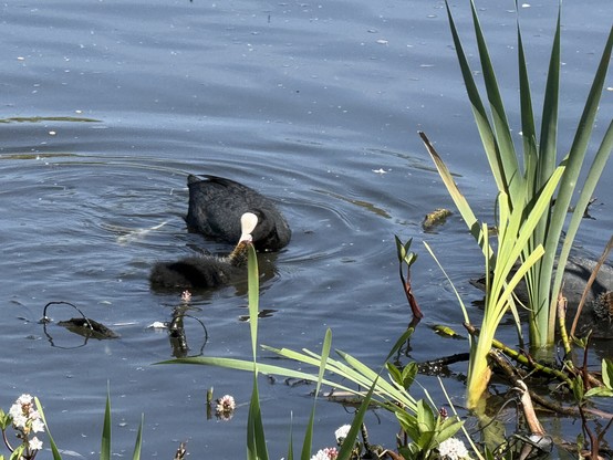 An adult coot feeding a baby coots on the lake. 