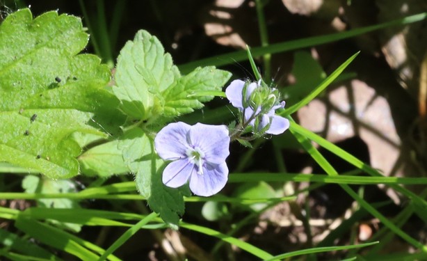 A speedwell flower. It looks pale blue, because my camera tends not to capture pink tomes well. It was actually a pale lilac colour. The leaf shape and uniform flower colour suggest Germander Speedwell, which is normally dark blue.