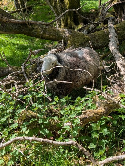 A fluffy grey and white sheep amongst tree branches and leaves on a sunny spring day.