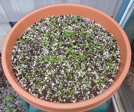 Closeup overhead view of a large, brown plastic planter full of potting soil.  There are numerous carrot seedlings popping up across the entire surface.