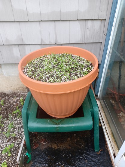 General overall view of a large, brown plastic planter full of potting soil.  It is set upon a green plastic table about knee-height above the ground. There are numerous carrot seedlings popping up across the entire surface.