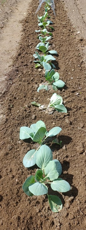 A row of 12 cabbage plants in the ground stretching away from the camera.  Plants are growing, but a little ragged from being blown around by the wind recently. Soil around plants is freshly cultivated.