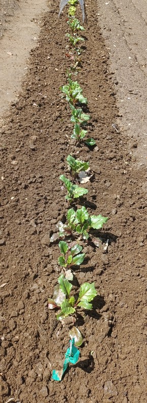 A garden row about 12 feet long (3.5 meters) of beet plants stretching away from the camera.  Soil around plants is freshly cultivated.