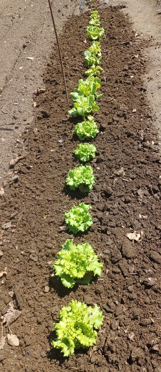 A row of 12 lettuce plants in the ground stretching away from the camera.  Plants are growing, but a little ragged from being blown around by the wind recently. Soil around plants is freshly cultivated.