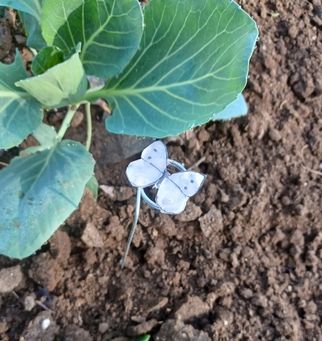Close overhead view of a young cabbage plant in the ground.  Nest to it is a plastic and paper silhouette of a cabbage white moth fastened to a wire support stuck in the ground. 