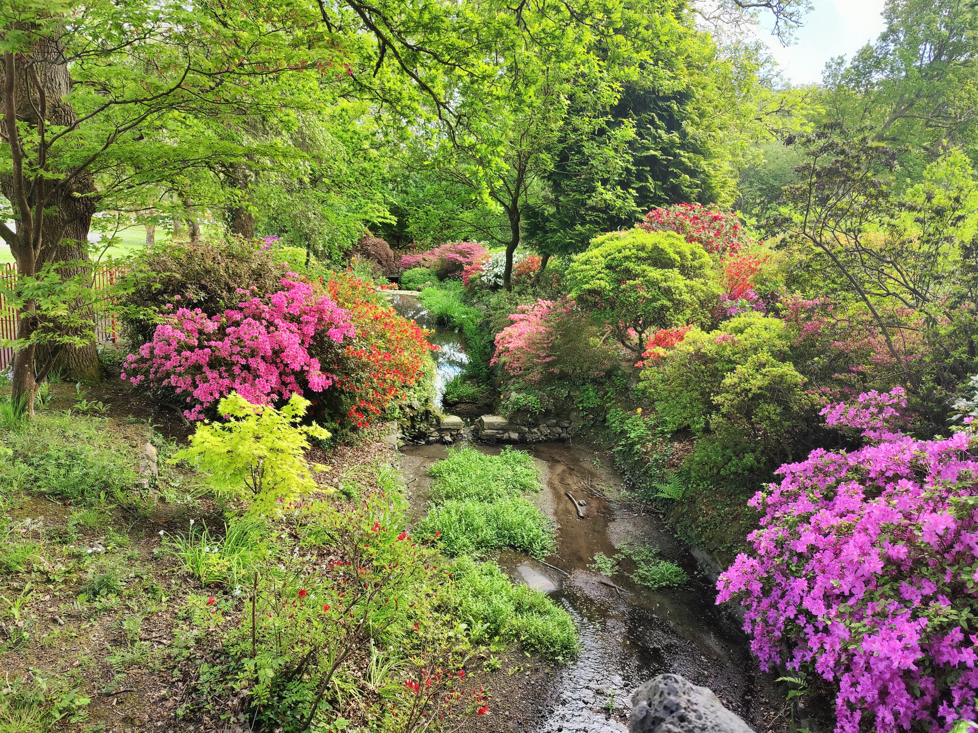 Flowers in bloom in a park 