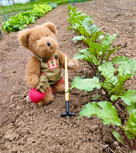 A ten inch tall (25cm), light brown teddy bear in green overalls sits lookingslightly to the right of the camera. His name is BeetBear. He is holding a beet in his right paw.  There is a bunch of beets embroidered on the bib of his overalls.  He is holding a garden rake in his left paw.  Next to him is a row of beets that have been freshly weeded and cultivated.
