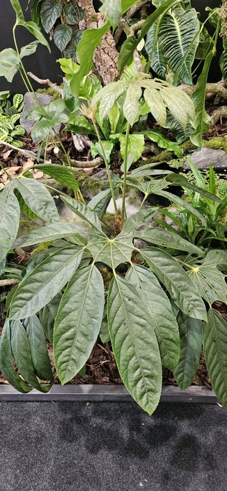Trevesia burckii is such a rare houseplant that I was surprised to see it on three separate stands yesterday. Sometimes called the ghost's foot and originally from the jungles of Sumatra. If you want a hardier look a like the  search out Brassiopsis mitis.