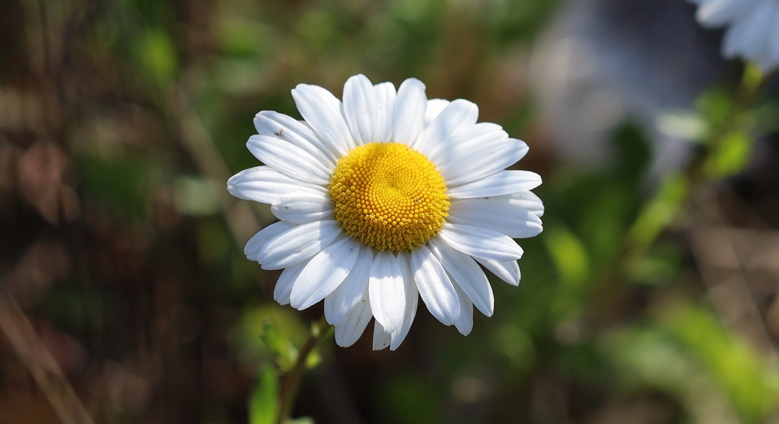 A flower shaped like a daisy but much larger, with a yellow centre and white petals in a ring round the edge.