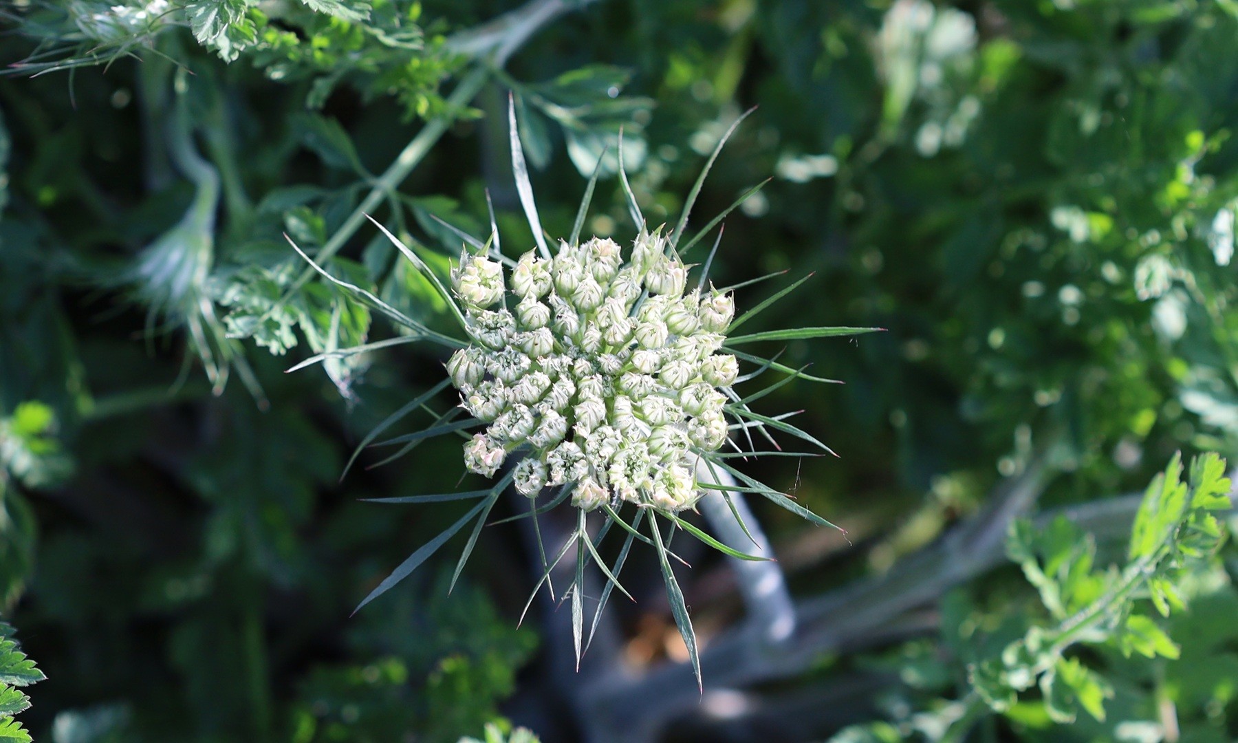 An unopened flower which will be large, flat and white when open. The green structures which will be under the flower when open and then wrap around the seed head when it forms can be seen easily at this stage.