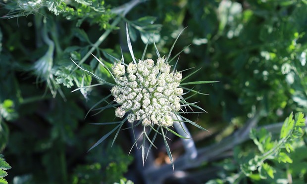 An unopened flower which will be large, flat and white when open. The green structures which will be under the flower when open and then wrap around the seed head when it forms can be seen easily at this stage.