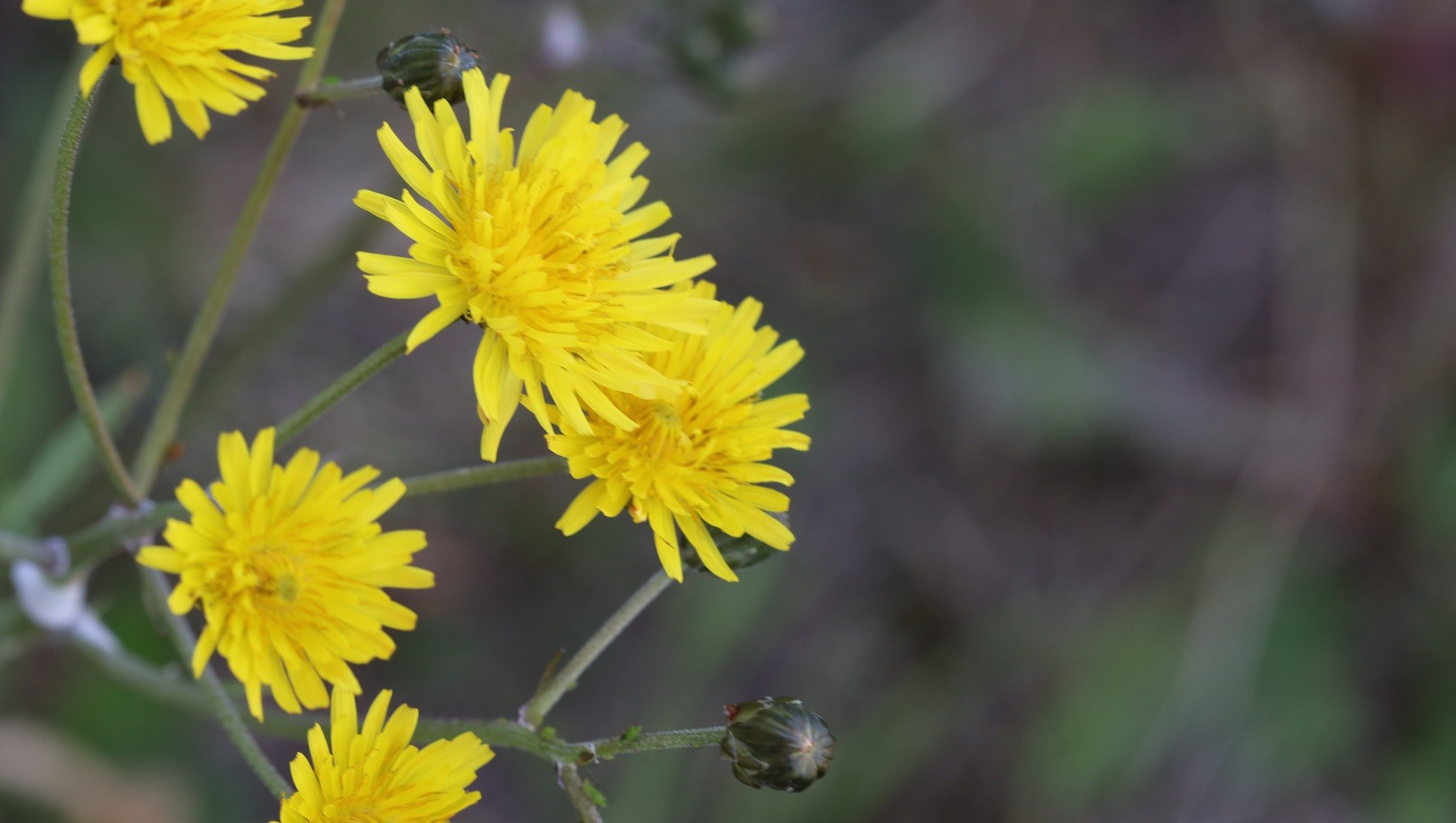 A cluster of yellow flowers, each shaped like a slightly smaller dandelion, on branching stems.