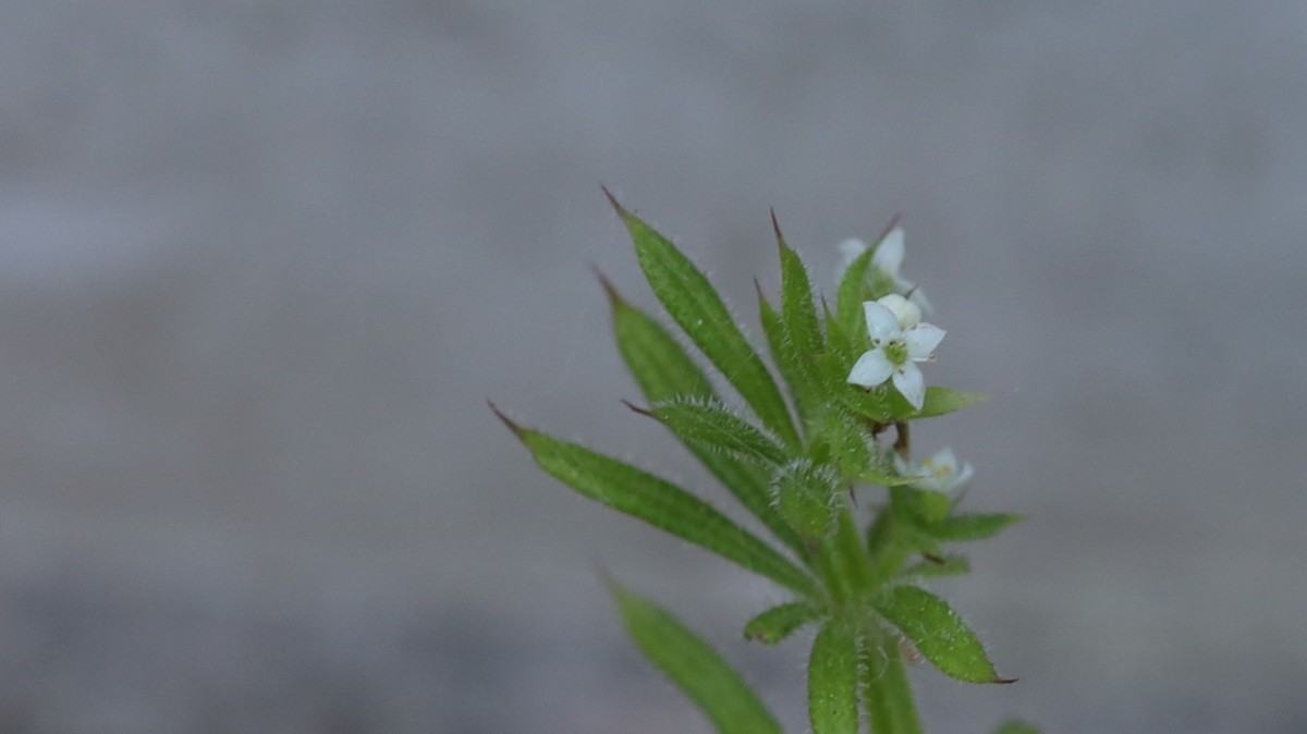 A plant with bristly green leaves and a small white flower with 4 petals arranged in a cross shape. Each petal is so pointed as to be almost triangular.