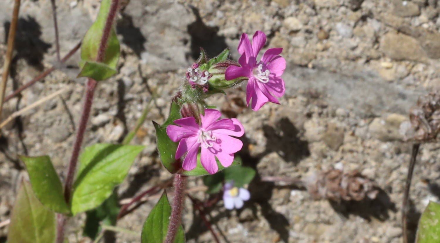 Two pink flowers growing in front of a breeze-block wall of the type that might, for example, divide someone's front yard from their neighbours'.