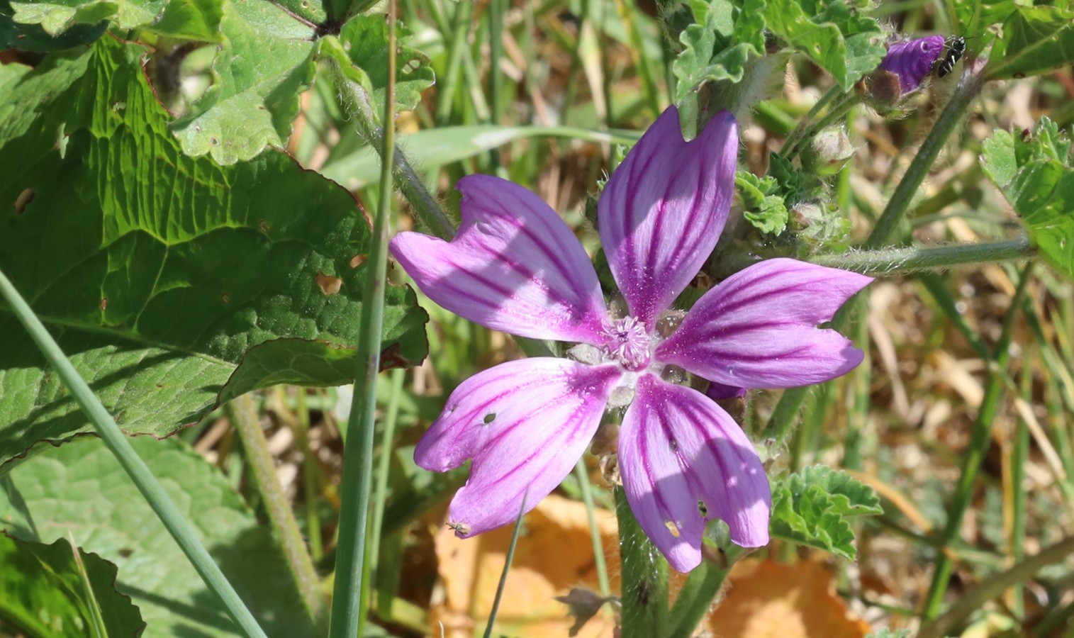 A large pink flower with 5 long petals.
