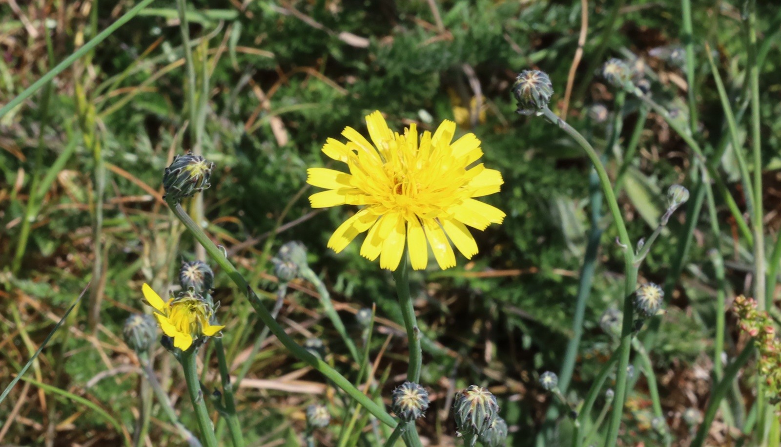 A yellow flower with lots of petals on the end of a long stem. Other stems each have one unopened flower bud on the end.