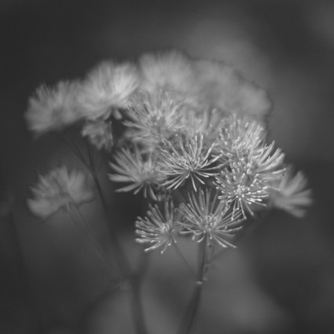 A black and white photo of Thalictrum aquilegiifolium flower heads.

Thalictrum aquilegiifolium, commonly called meadow rue, typically grows 2-3' tall and features a basal clump of lacy, fine-textured, compound, bluish-green foliage (resembling columbine or maidenhair fern). The lilac-purple male flowers (color is actually from the profuse, fluffy purple stamens) are much showier than the female ones