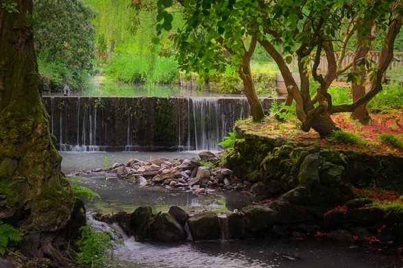 A stream flows over a weir and around some rocks. The background is bright green willow trees. Left hand side of the image is framed by a thick dark tree trunk, right hand side has a group of thin trunked trees with dark green leaves

National Trust Bodnant Garden, Conwy, North Wales