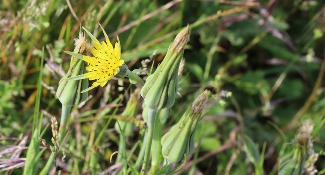 A single open yellow flower with very long green sepals around it. Also several closed-up flowers where the sepals have enclosed the petals and the seeds are now forming.