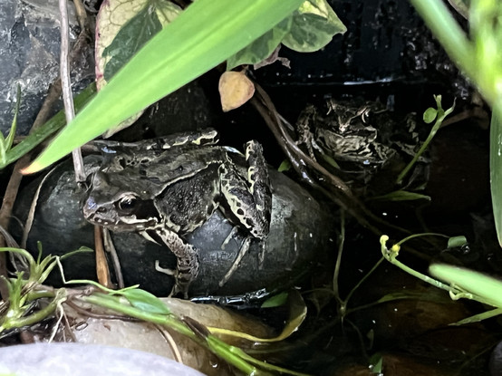 Two small frogs perched on round pebbles in a shallow pond, peering out of the evening gloom under green foliage.