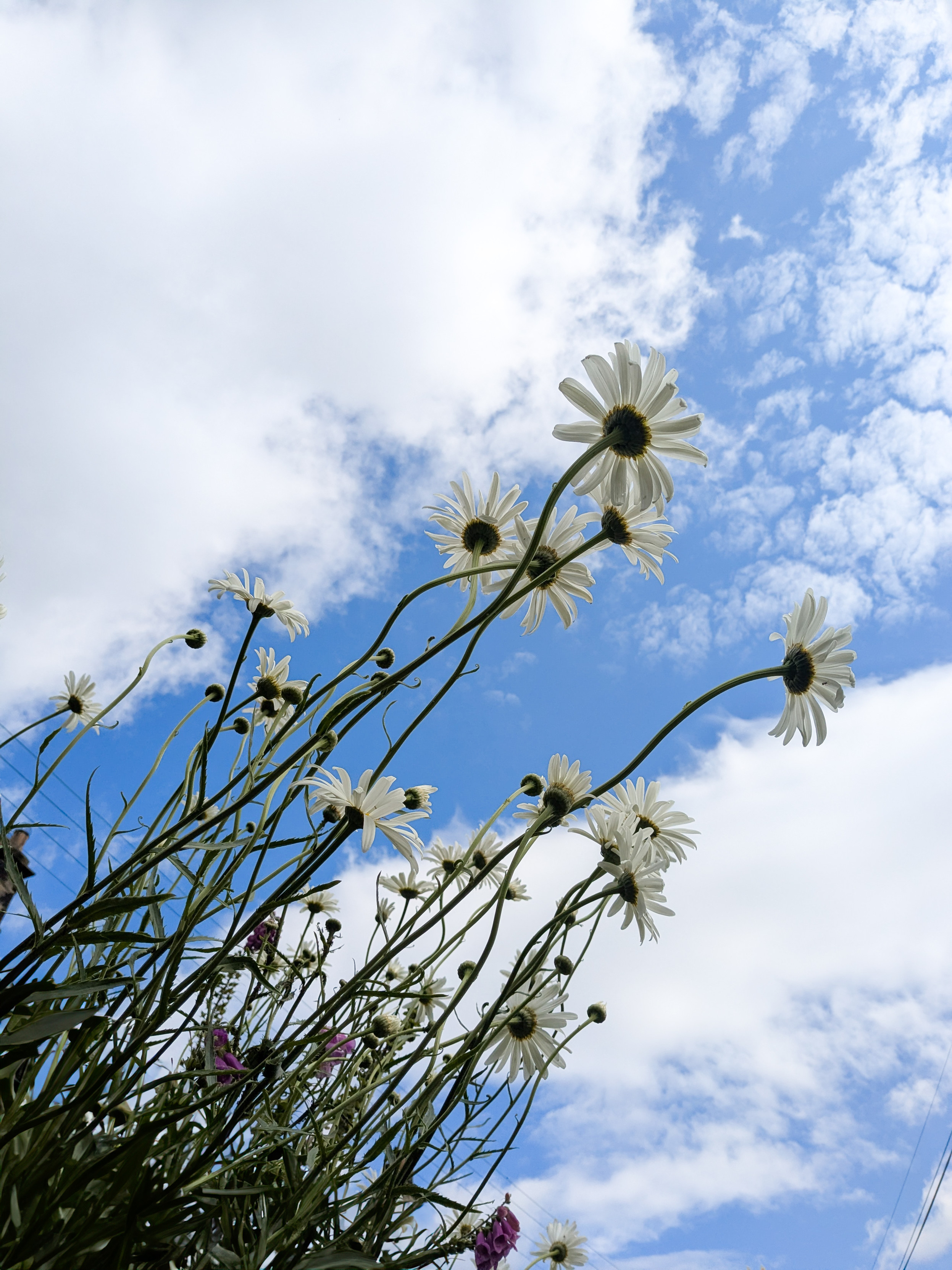 Colour photograph of a stand of very tall ox eye daisies, photographed from below against a blue sky with puffy white clouds.