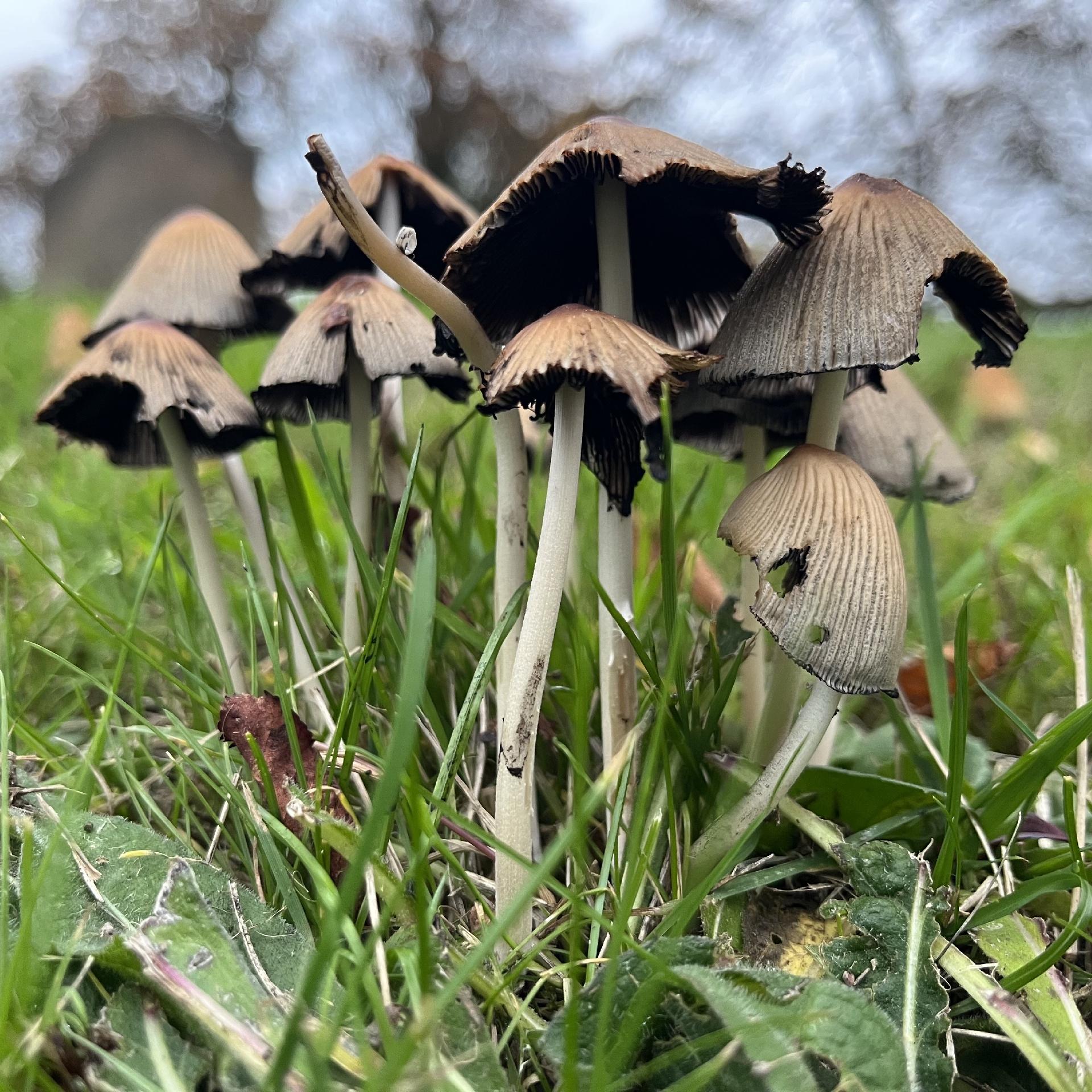 A cluster of small mature toadstools sticking out of grass, with caps darkening and peeling up as they shed spores.