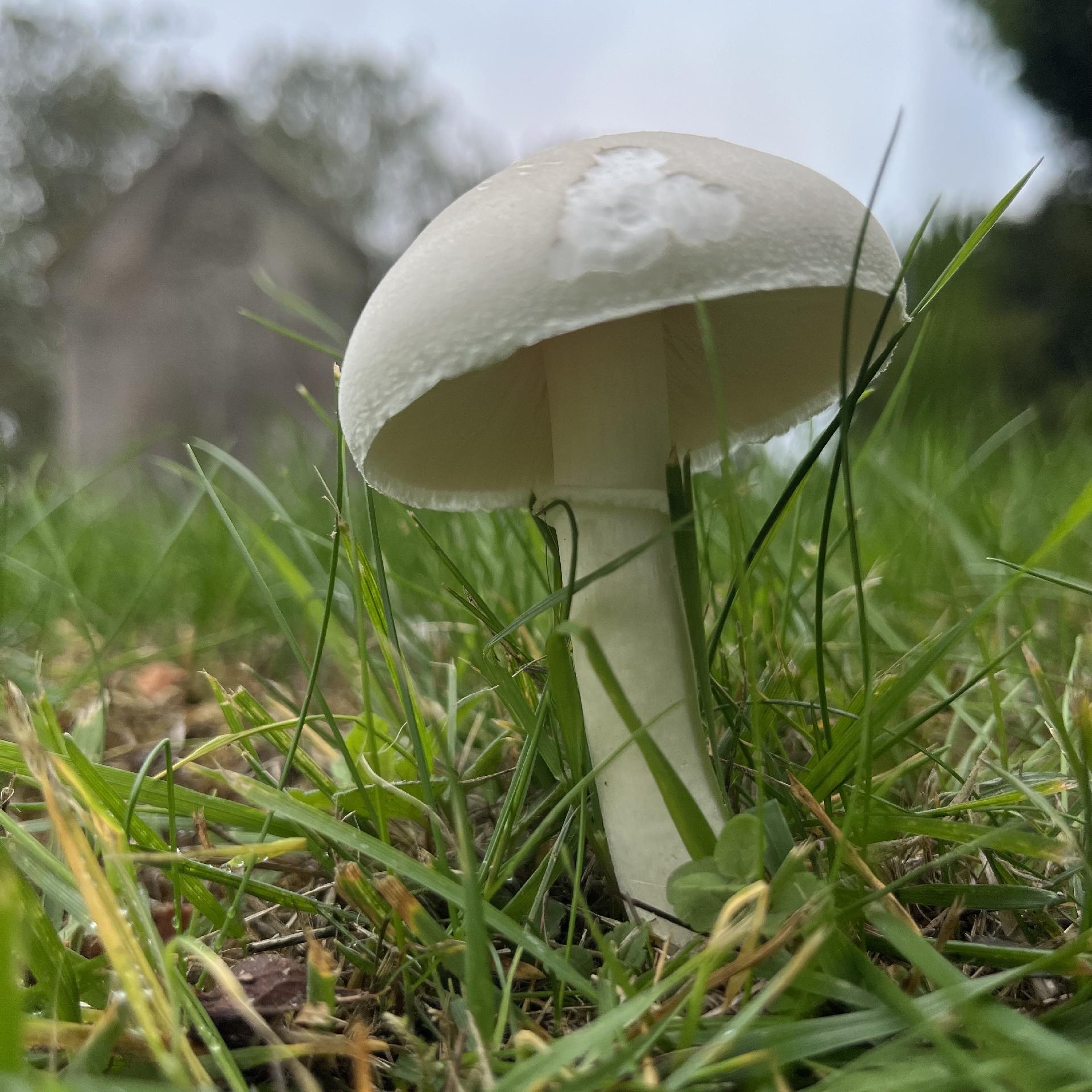 A single white toadstool growing out of some grass. There’s a sort of scuff mark on the upper surface, probably caused by something small nibbling on it. Blurry trees and a grey building are just visible against a grey sky in the background.