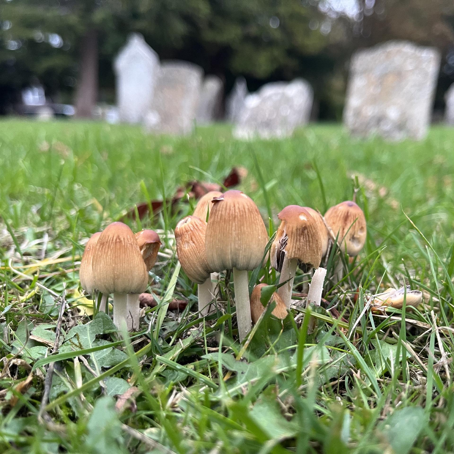 A cluster of small brown toadstools with mostly closed cups, growing up from some grass. In the background are a number of blurred grey gravestones against distant dark trees.