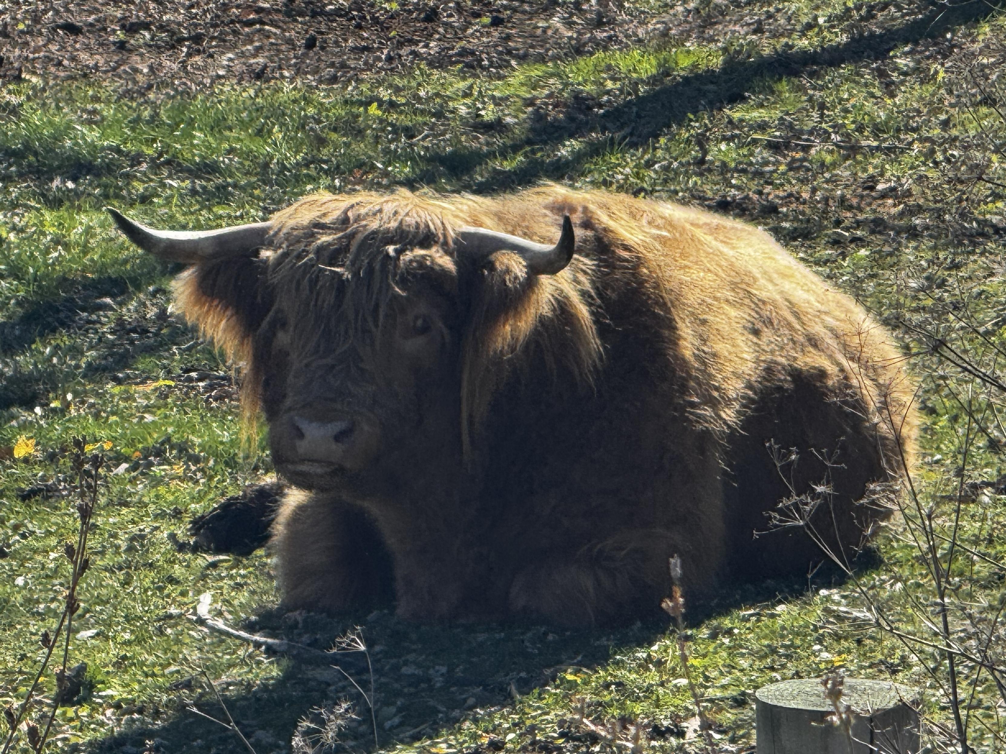 A cow basking in the sunshine