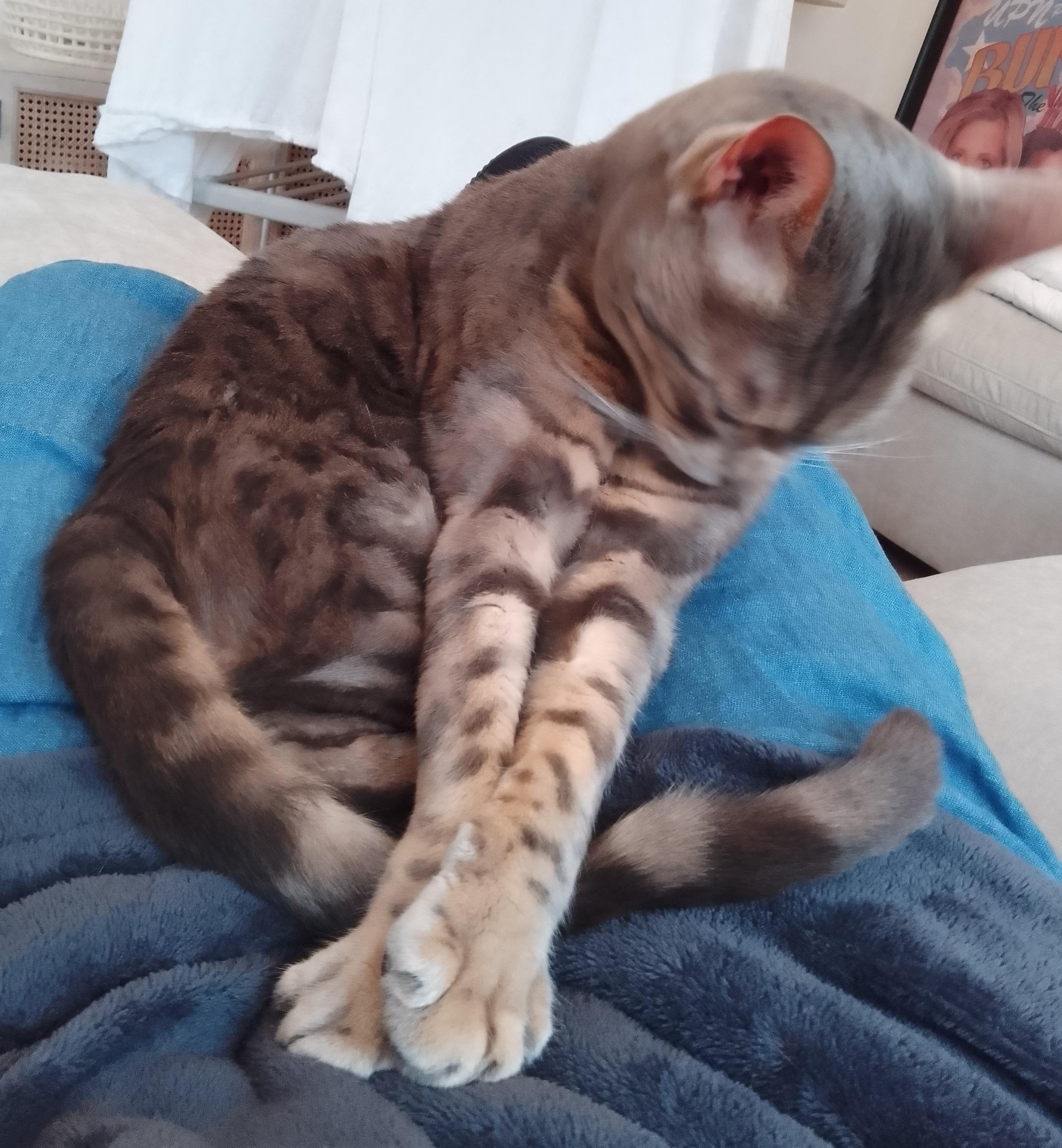 Otis the cat grooming himself on my lap.