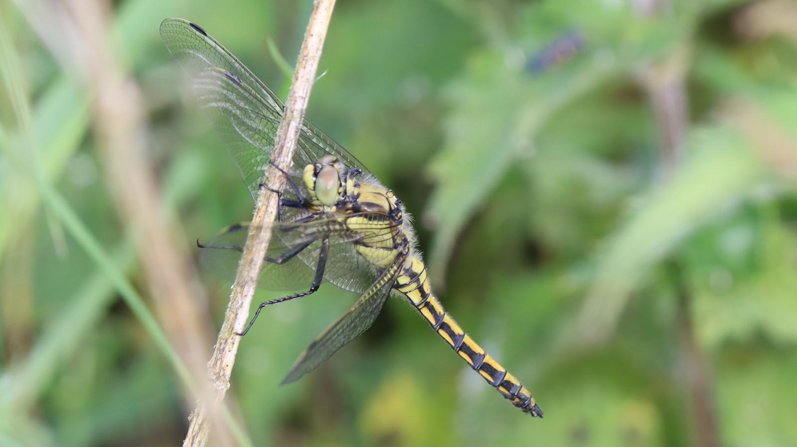 A black and yellow dragonfly clings to a dead reed stem. Nettle plants can be seen out of focus in the background.