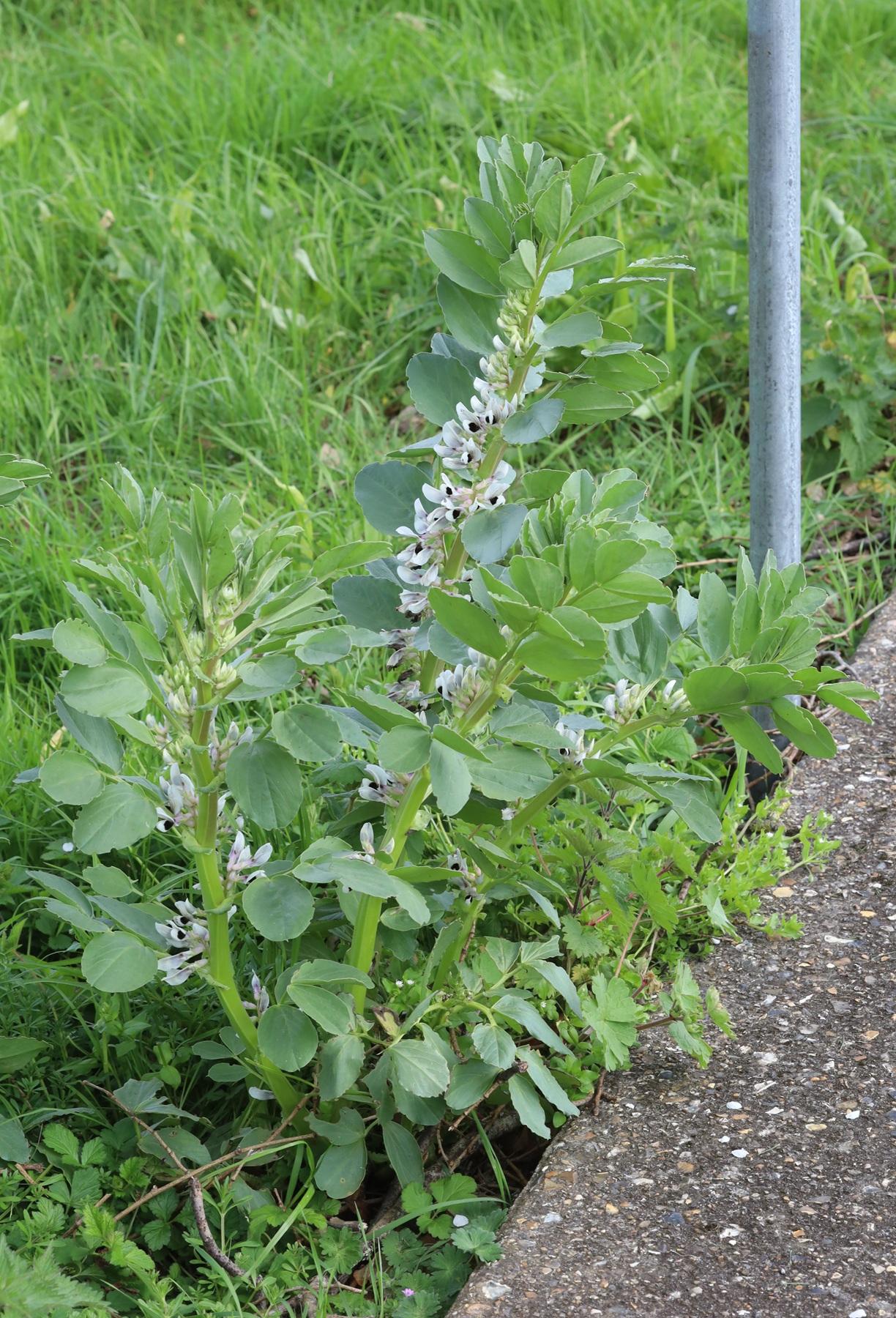 Beside a concrete path and under a metal railing grows a plant with large leaves and a very large number of white flowers with dark purple centres. The flowers have the distinctive keeled shape of the legume family (peas, beans and vetches).