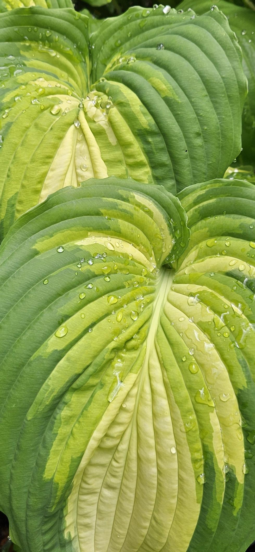 Hosta Warpaint leaves are wildly variegated in shades of lime green, chartreuse and pale avocado jetting with a dark green and rippled edge. 

A sport of the equally fabulous Niagara Falls.

Introduced by Naylor Creek nursery in 2005. The colours fade to paler variegation by the end of June.