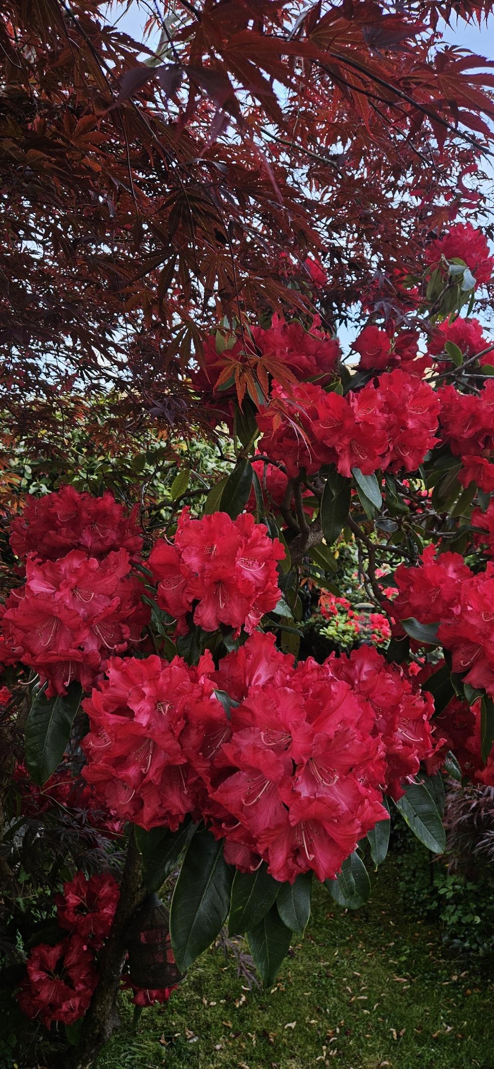 Rh. Half Dan Lem that I planted in my mother's garden in the mid 1990's. 

I also planted acer p. Inazuma or the Thunder maple at the same time.