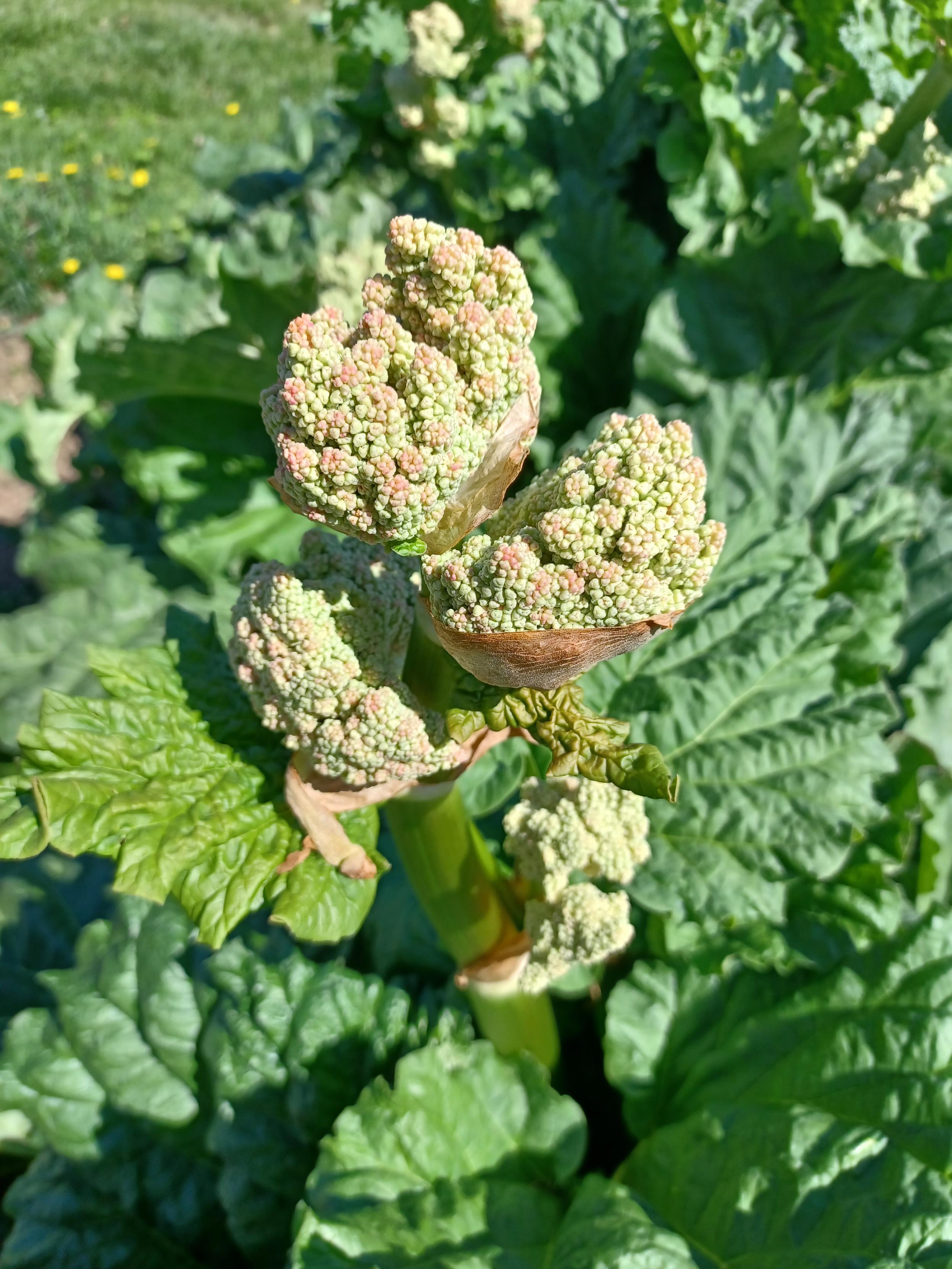Close up of the almost primordial looking flower of a rhubarb plant.  They  look like they are coated in beads as the mass has not yet fully expanded, and is still tightly packed.  Pinkish and pale green/white in color.  A mass of large rhubarb leaves in background.